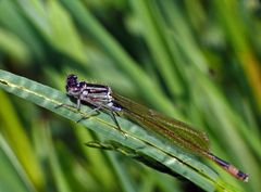 Diesmal hatte ich Glück, dass mir die Große Pechlibelle (Ischnura elegans)...