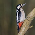 Diesmal krabbelte er behutsam den Stamm hoch, sehr zur Freude des Fotografen......