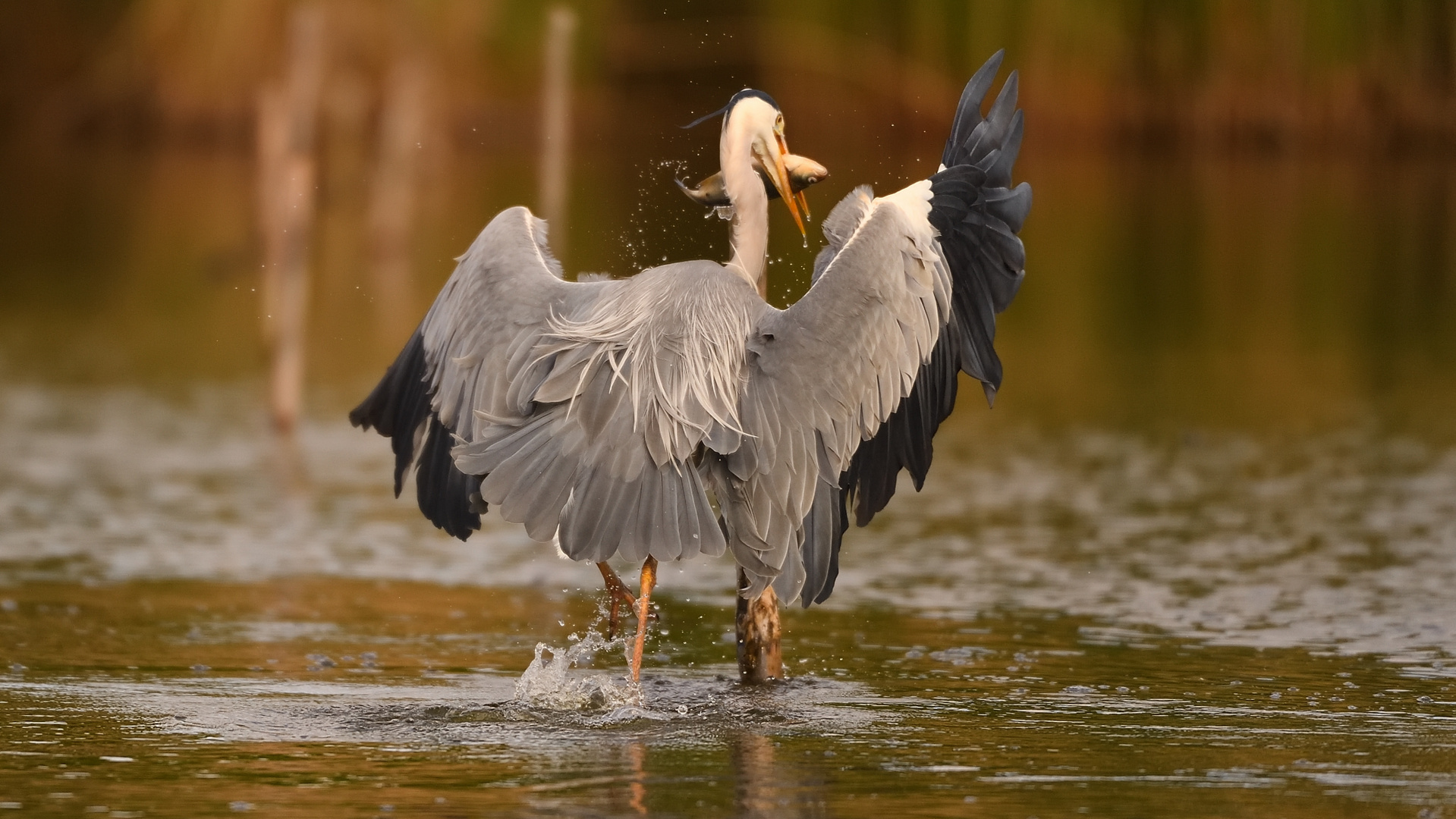 --diesmal war ER schneller als der Seeadler!