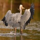 --diesmal war ER schneller als der Seeadler!