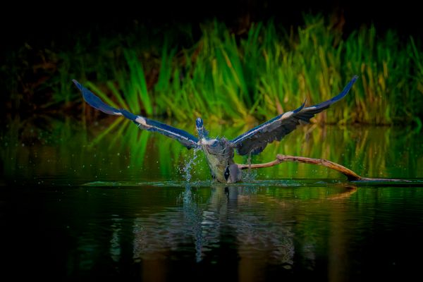 Diesmal war es der Dicke, Graureiher