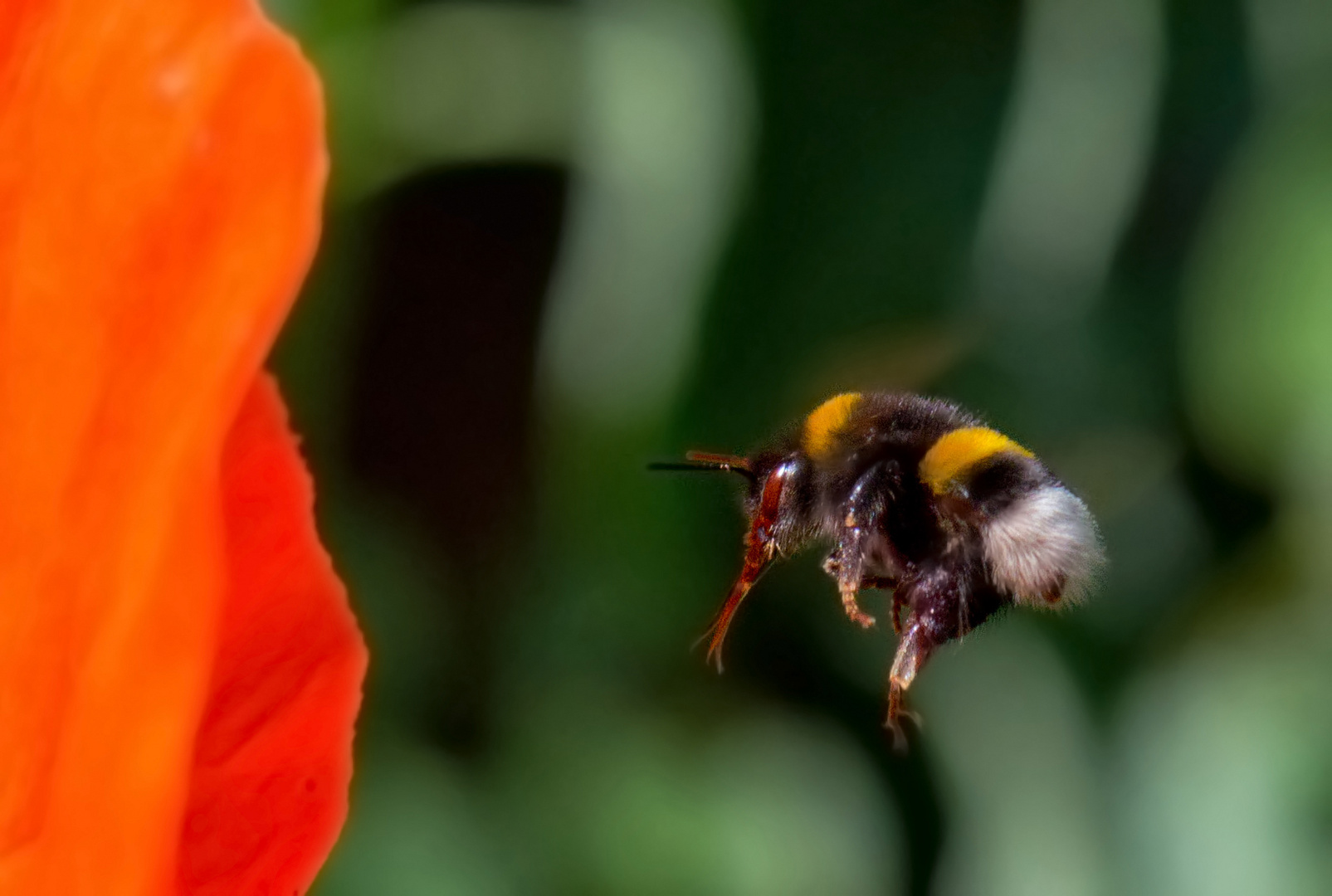 Diesmal wieder eine Hummel im Flug