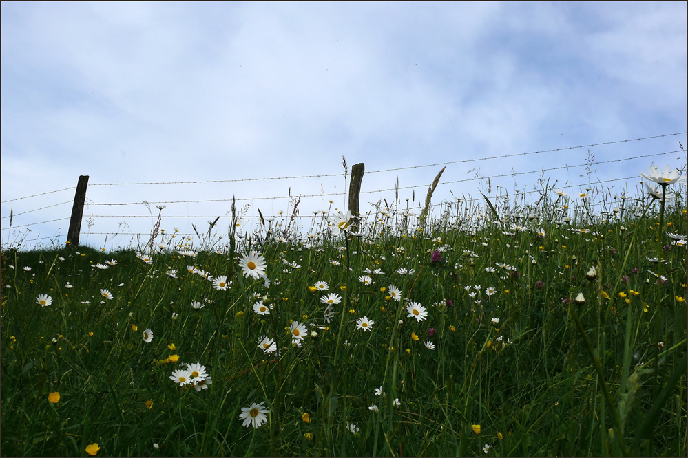 diesseits vom Sommer