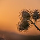 Diestel bei Sonnenaufgang #1