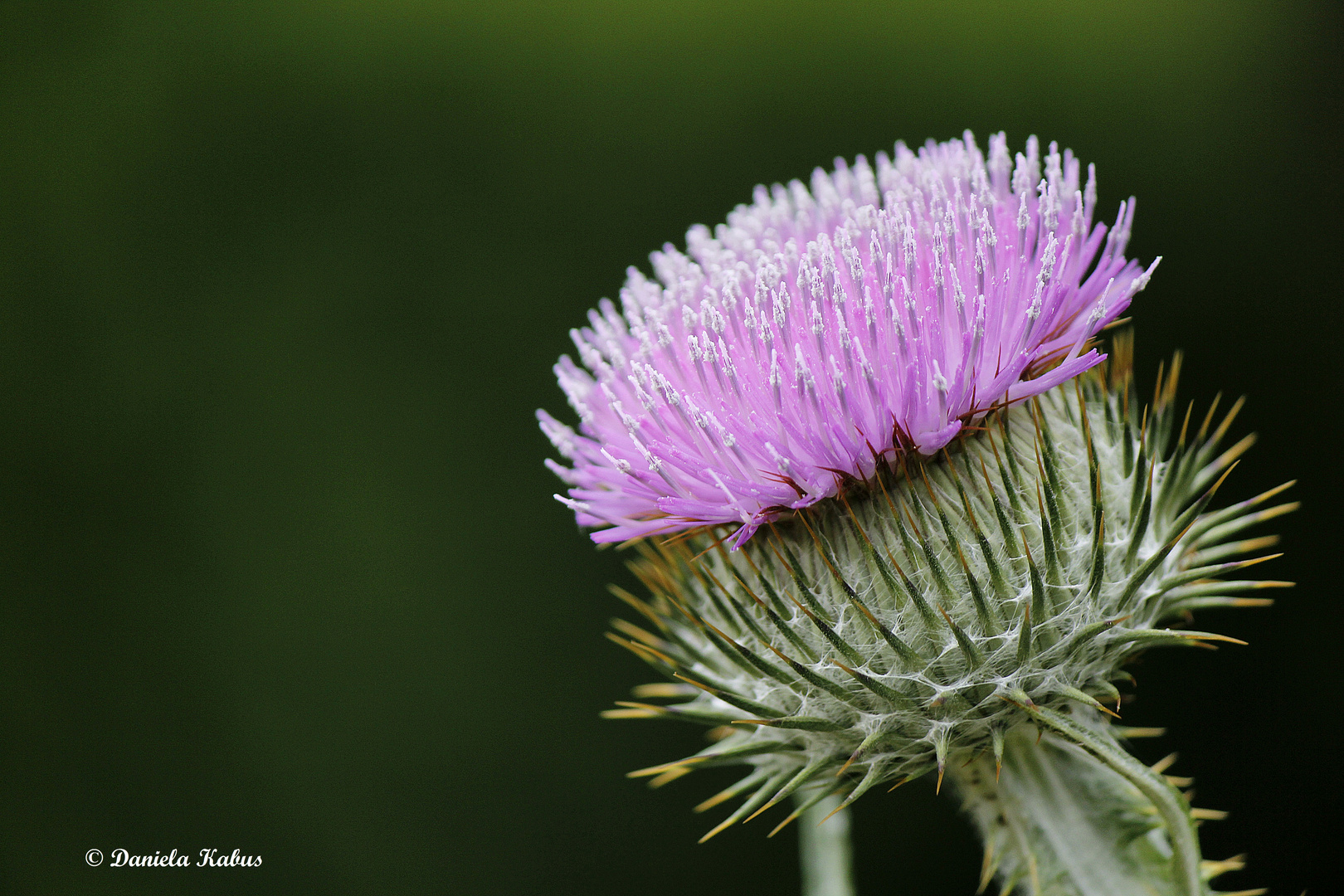 Diestel Foto & Bild pflanzen, pilze & flechten, blüten