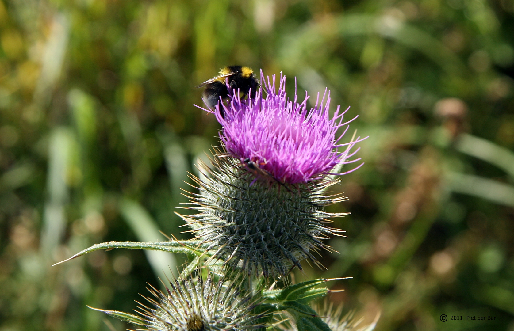 "Diestel" - Ein Besuch auf der Nationalpflanze Schottlands