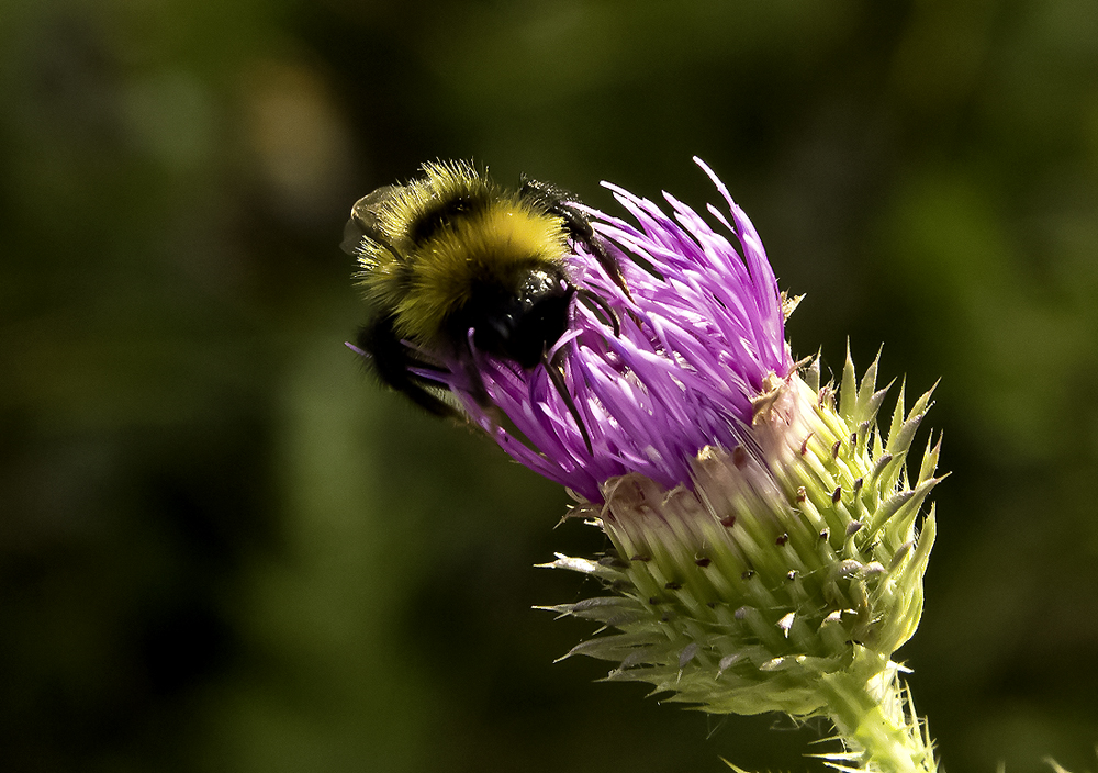 Diestel mit Hummel