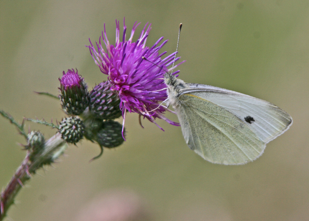 Diestel und Schmetterling