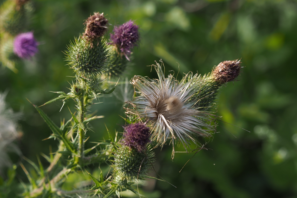 Diestelblüte