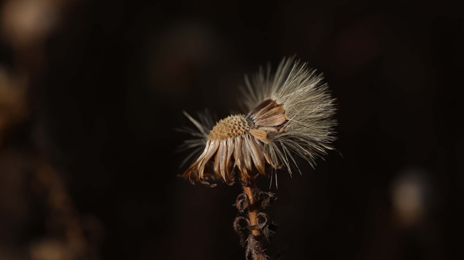 Diestelblüte im Herbst