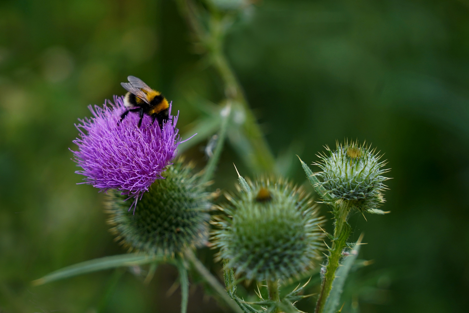 Diestelblüte mit Hummel