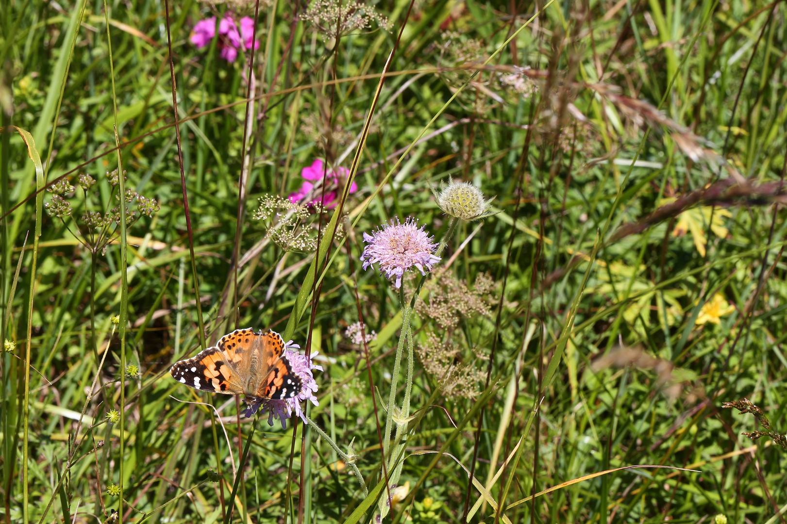 Diestelfalter (2017_07_17_EOS 6D_4710_ji)