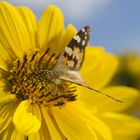 Diestelfalter auf irgendeiner Blüte