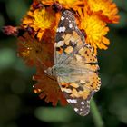 Diestelfalter auf orangenem Habichtskraut 