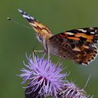 Diestelfalter (Vanessa cardui)