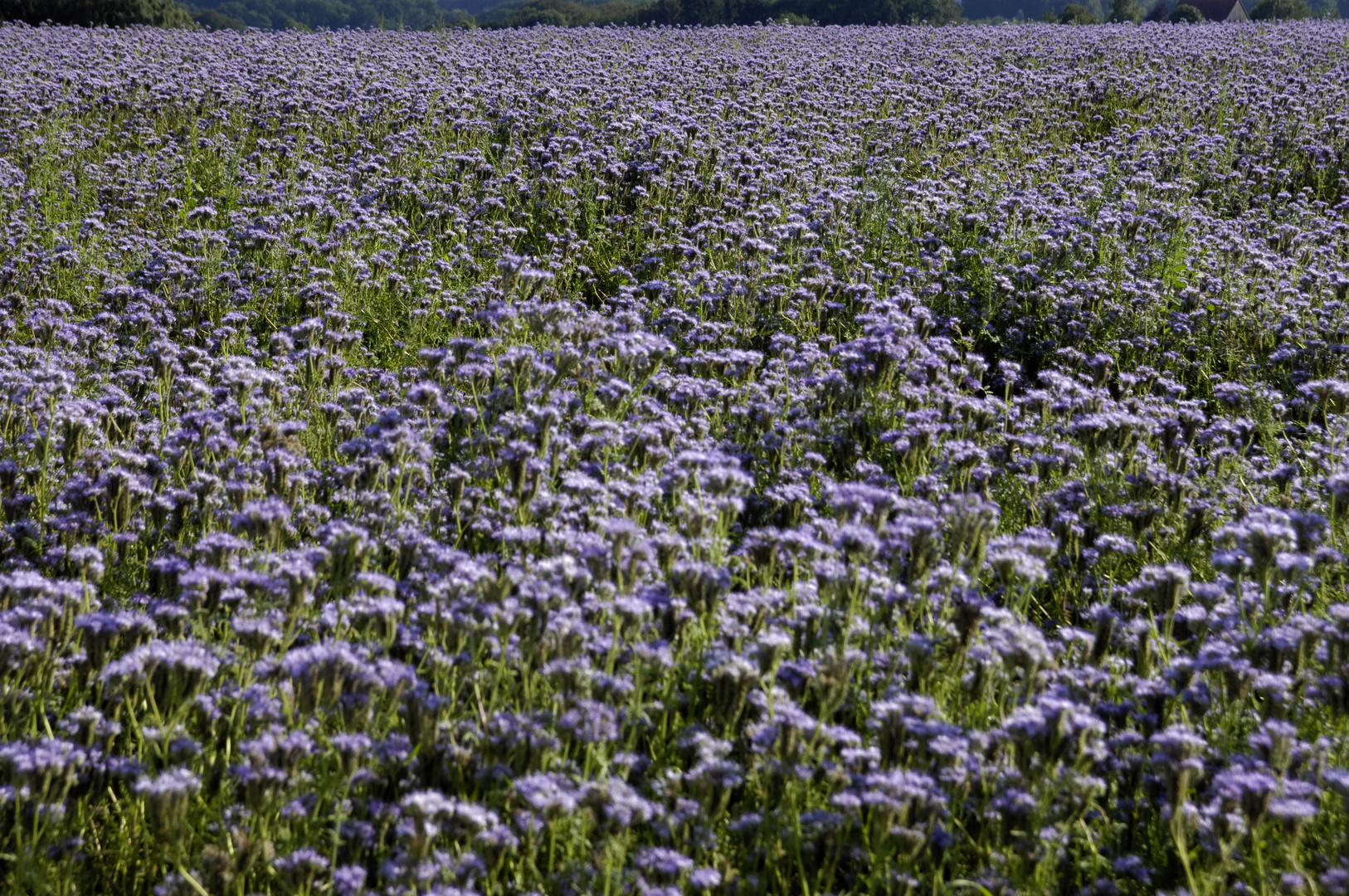 Diestelfeld in Melle-Neuenkrichen