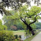 Dieter - Baden-Baden Lichtentaler Allee Baum am Fluß Oos