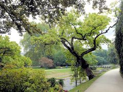 Dieter - Baden-Baden Lichtentaler Allee Baum am Fluß Oos