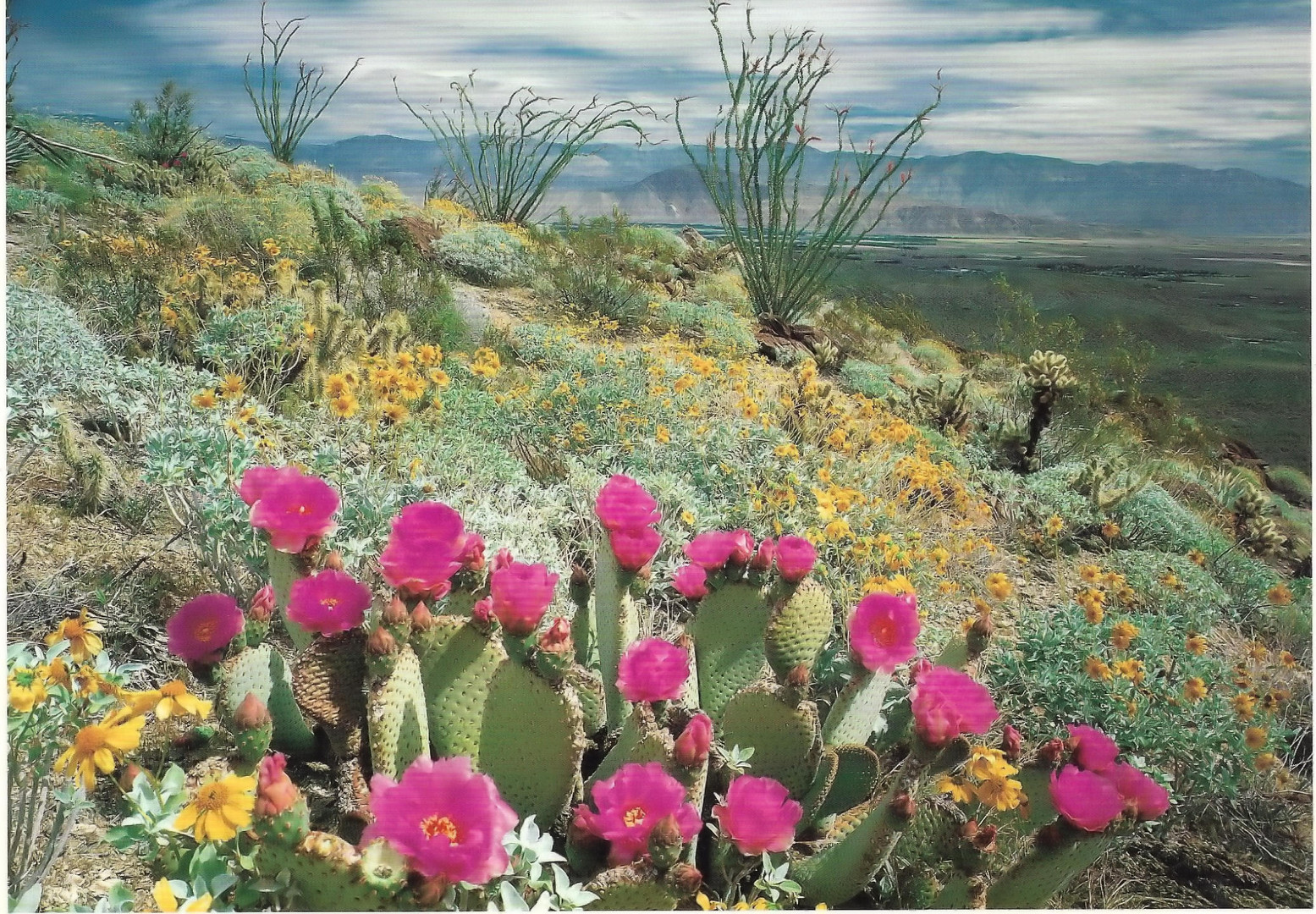 Dieter - Kaktusblüten