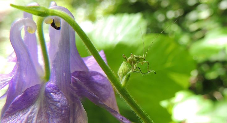 Différence de taille