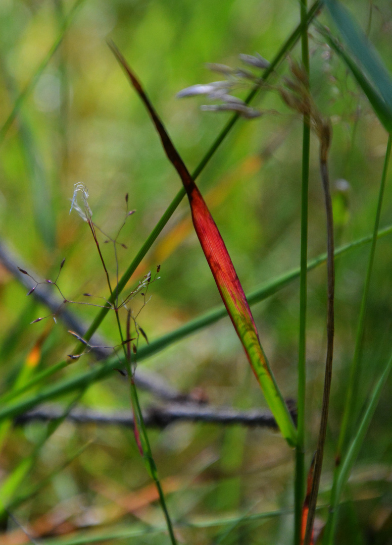 Different colours grass