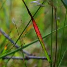 Different colours grass