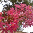 Different Pink Orchid (Oquídea Rosa diferente)