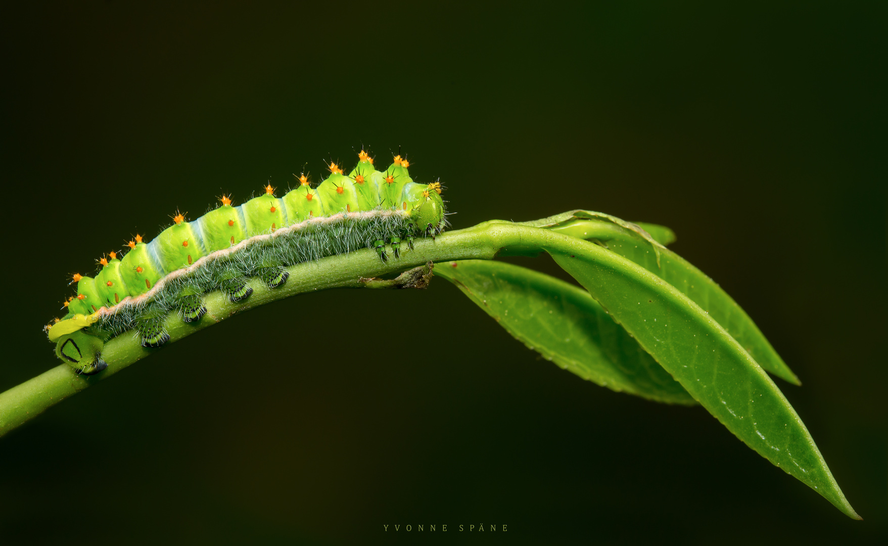 Different shades of green ...