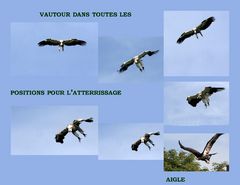 différentes phases de l'atterrissage (vautour)