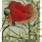 difFerenT_naTure - Mohn 3