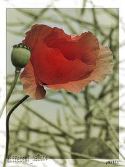 difFerenT_naTure - Mohn 3