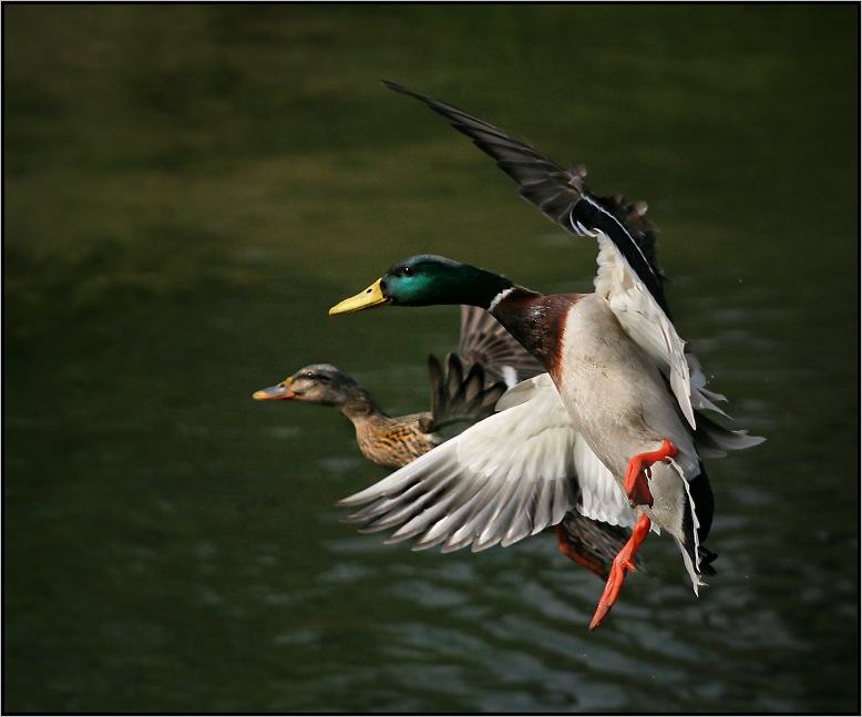 .. Difficult Landing ..