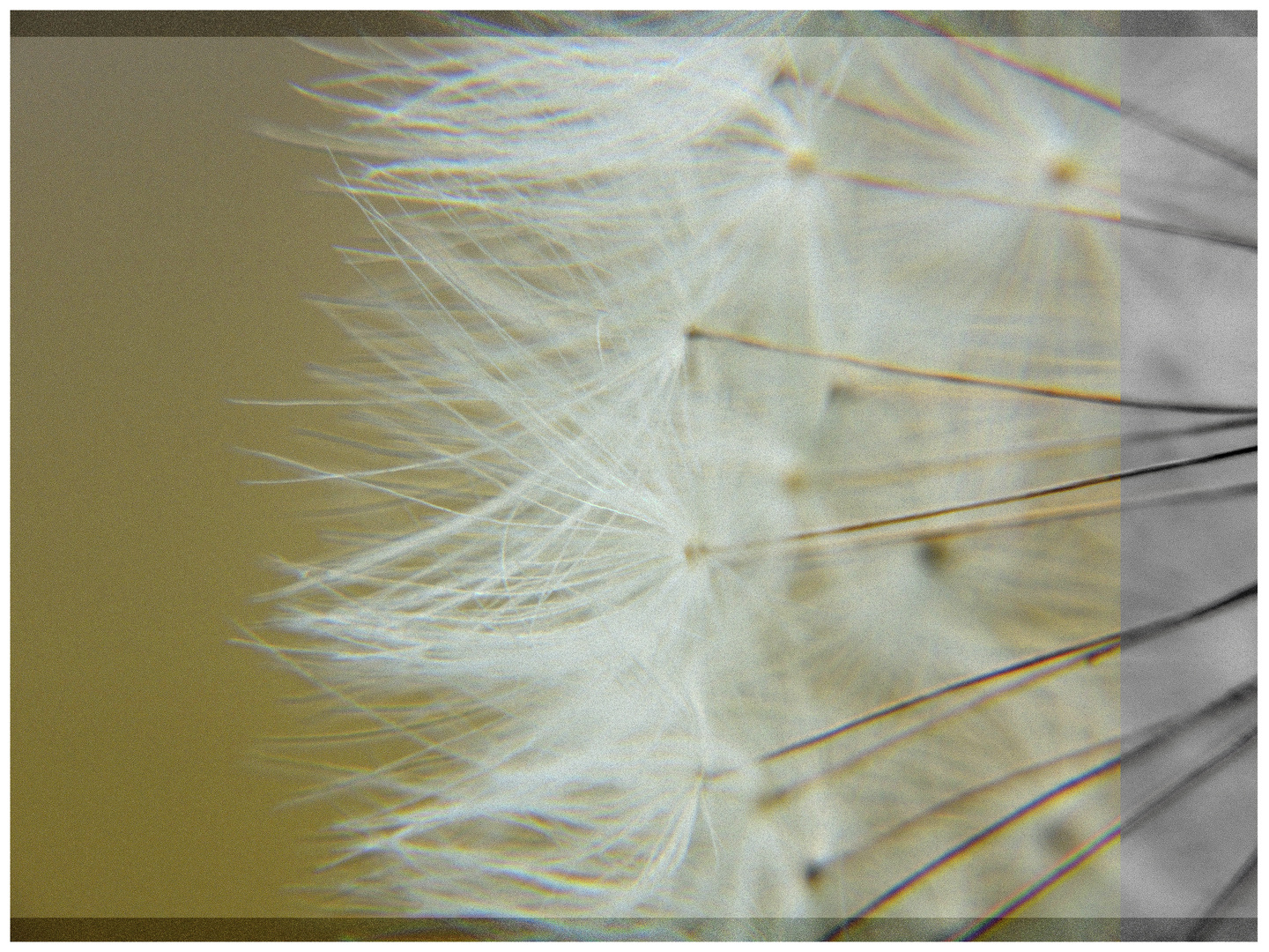 diffuse dandelion