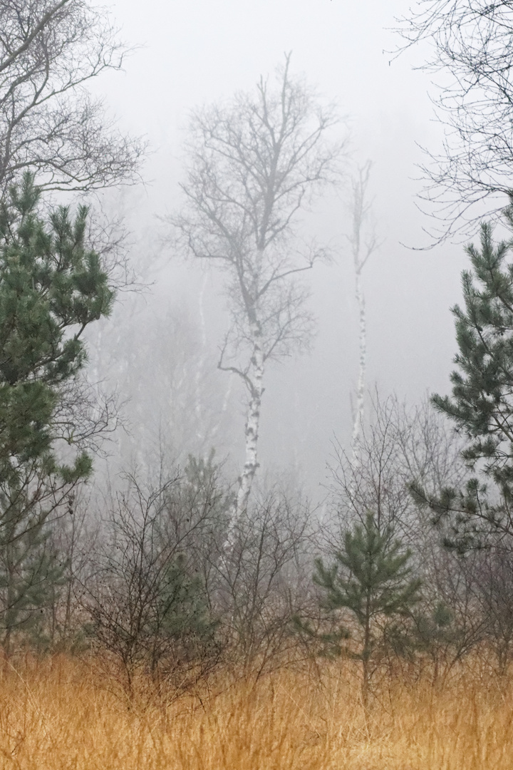 diffuser Durchblick ins Moor