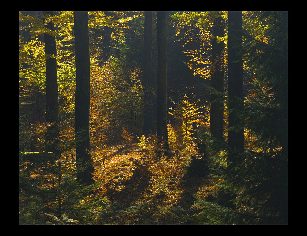 Diffuses Herbst-Licht  im dunklen Sollingwald... (Foto-Tapete)