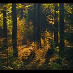 Diffuses Herbst-Licht  im dunklen Sollingwald... (Foto-Tapete)