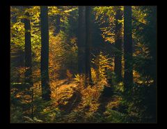 Diffuses Herbst-Licht  im dunklen Sollingwald... (Foto-Tapete)