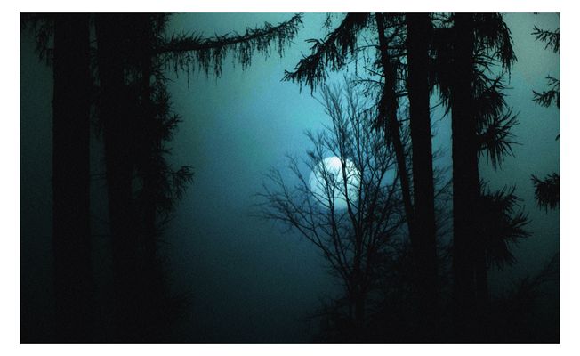 Diffuses Sonnenlicht zwischen den Baumsilhouetten....