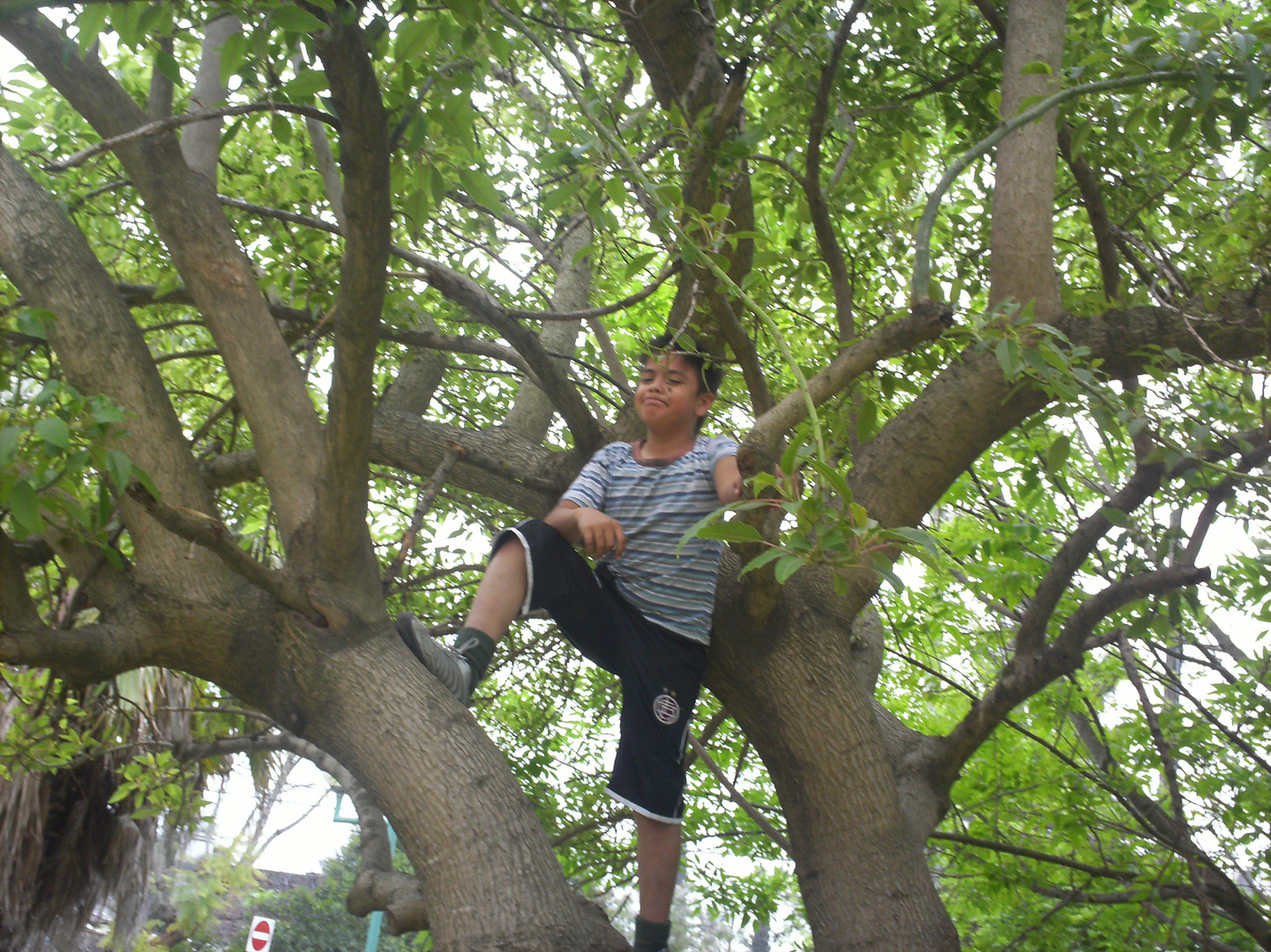 DIFRUTANDO EL DIA EN EL ARBOL