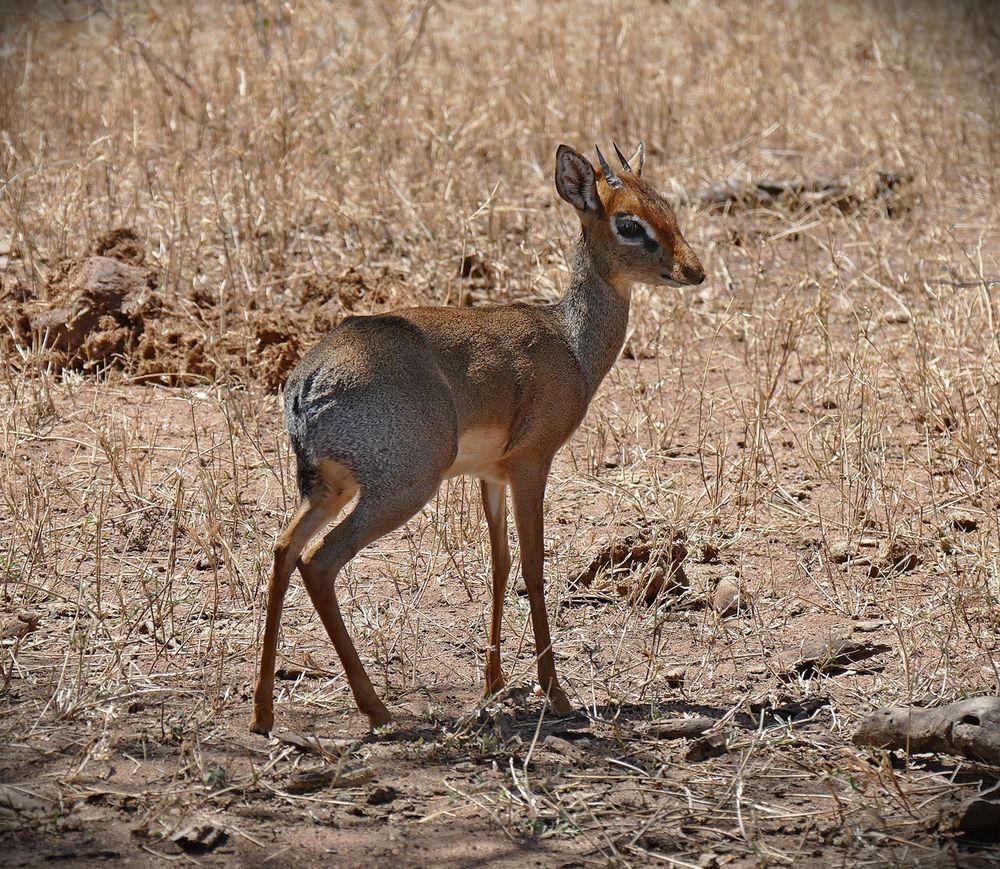 Dig Dig ist Foto & Bild | tiere, wildlife, säugetiere Bilder auf ...