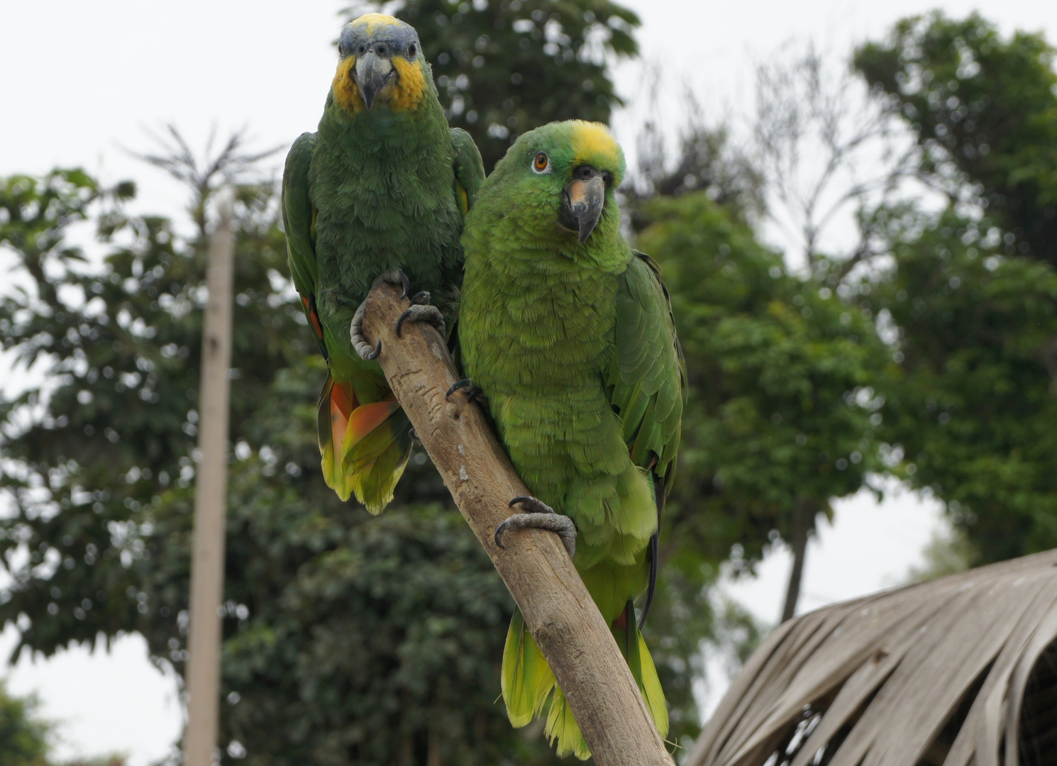 Diganme algo lindos loritos