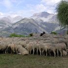 digestion du mouton, vallée de la Blanche, le Haut-Vernet