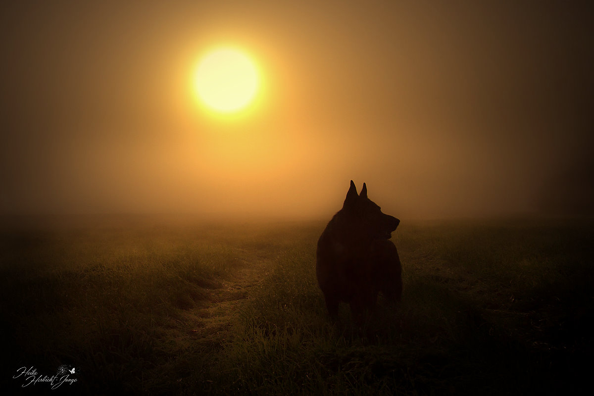 Digger im Nebel