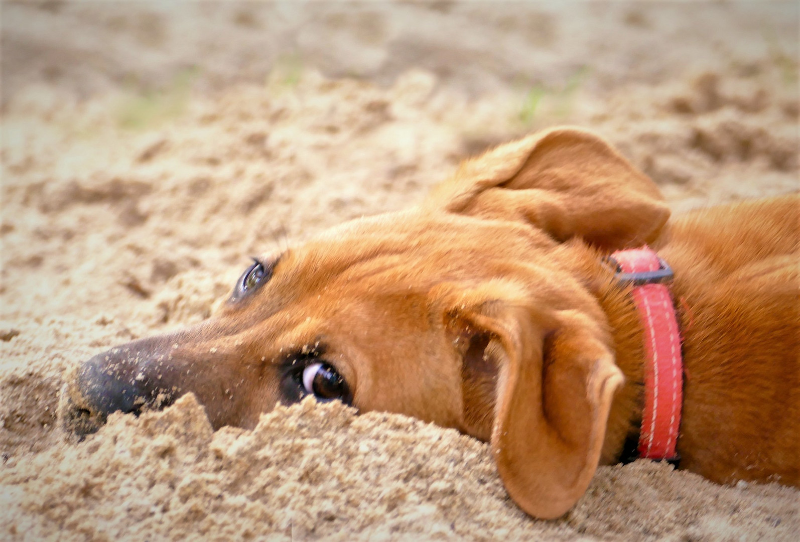 digging dog