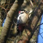 Digiscoping Buntspecht