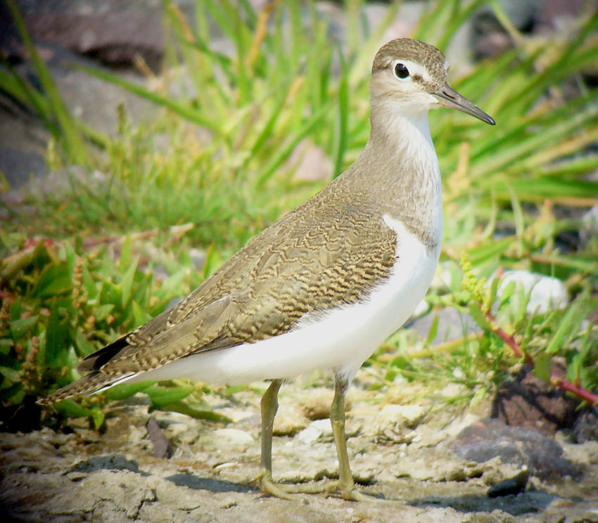 Digiscoping: Flussuferläufer