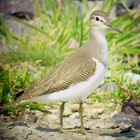 Digiscoping: Flussuferläufer