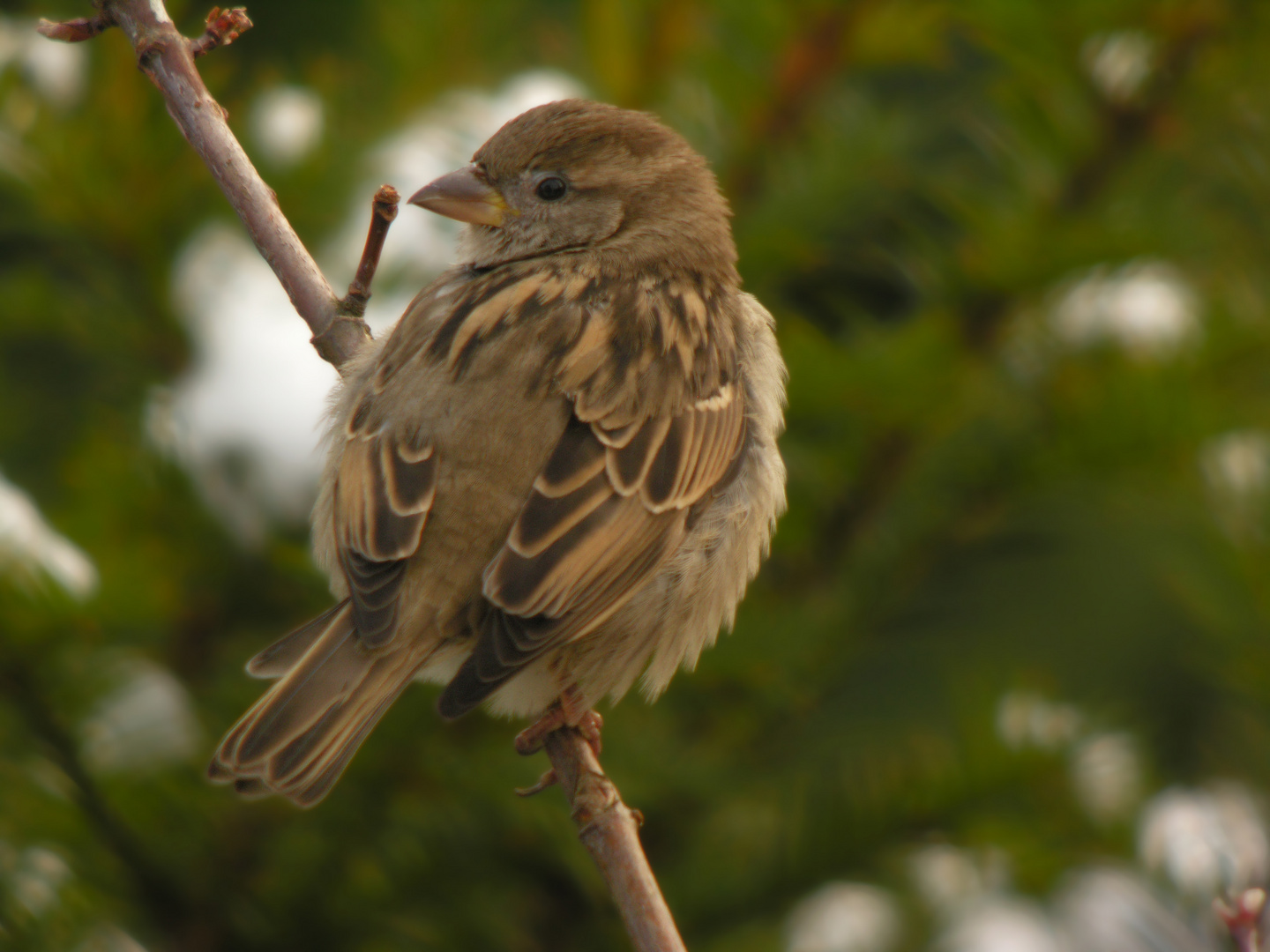 Digiscoping Spatz