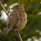 Digiscoping Spatz