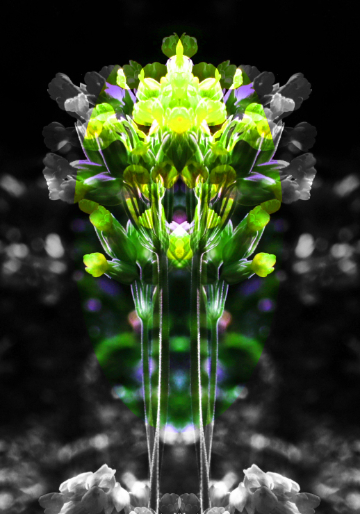 digital flower by achat art photography 